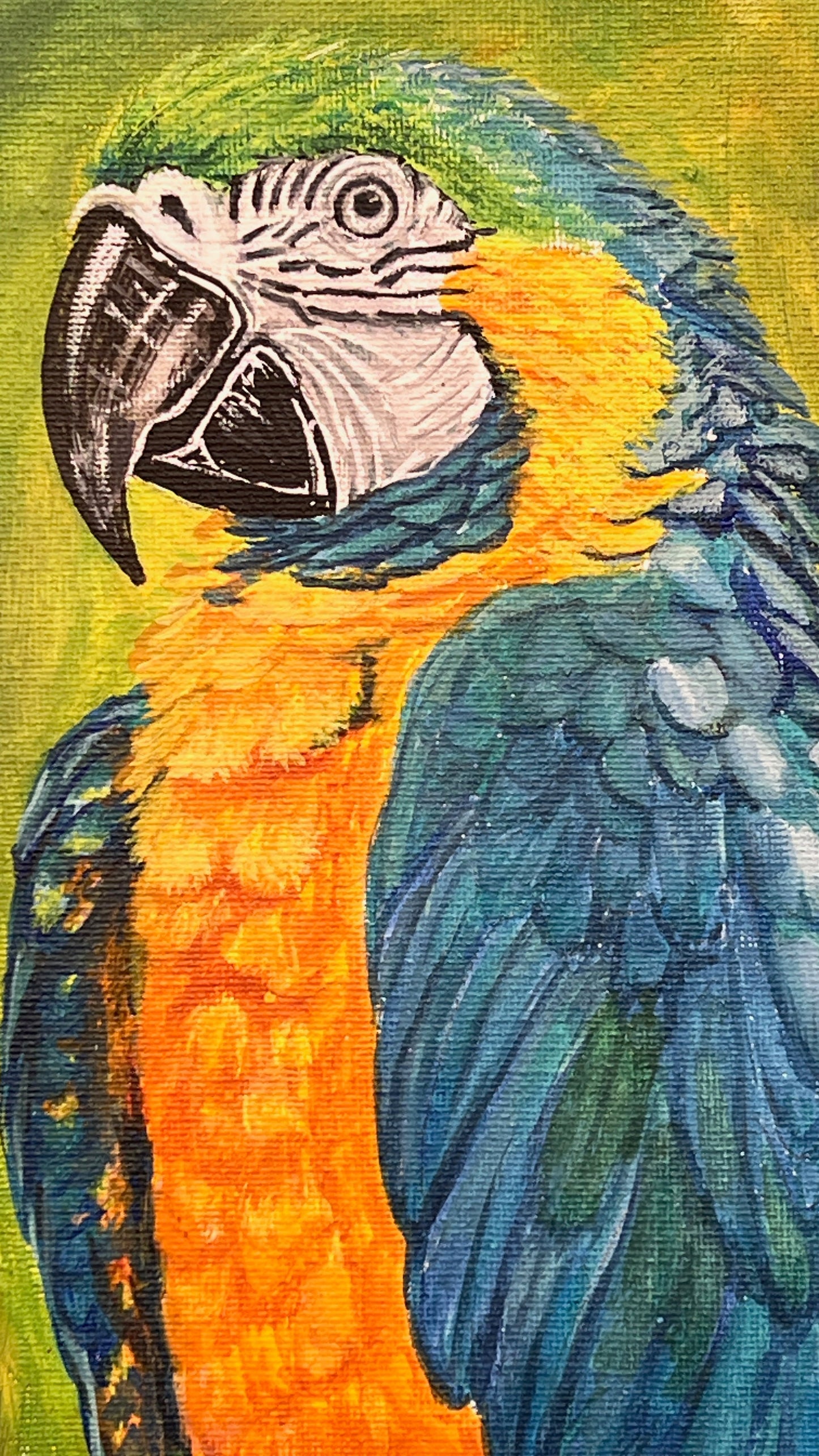 Macaw