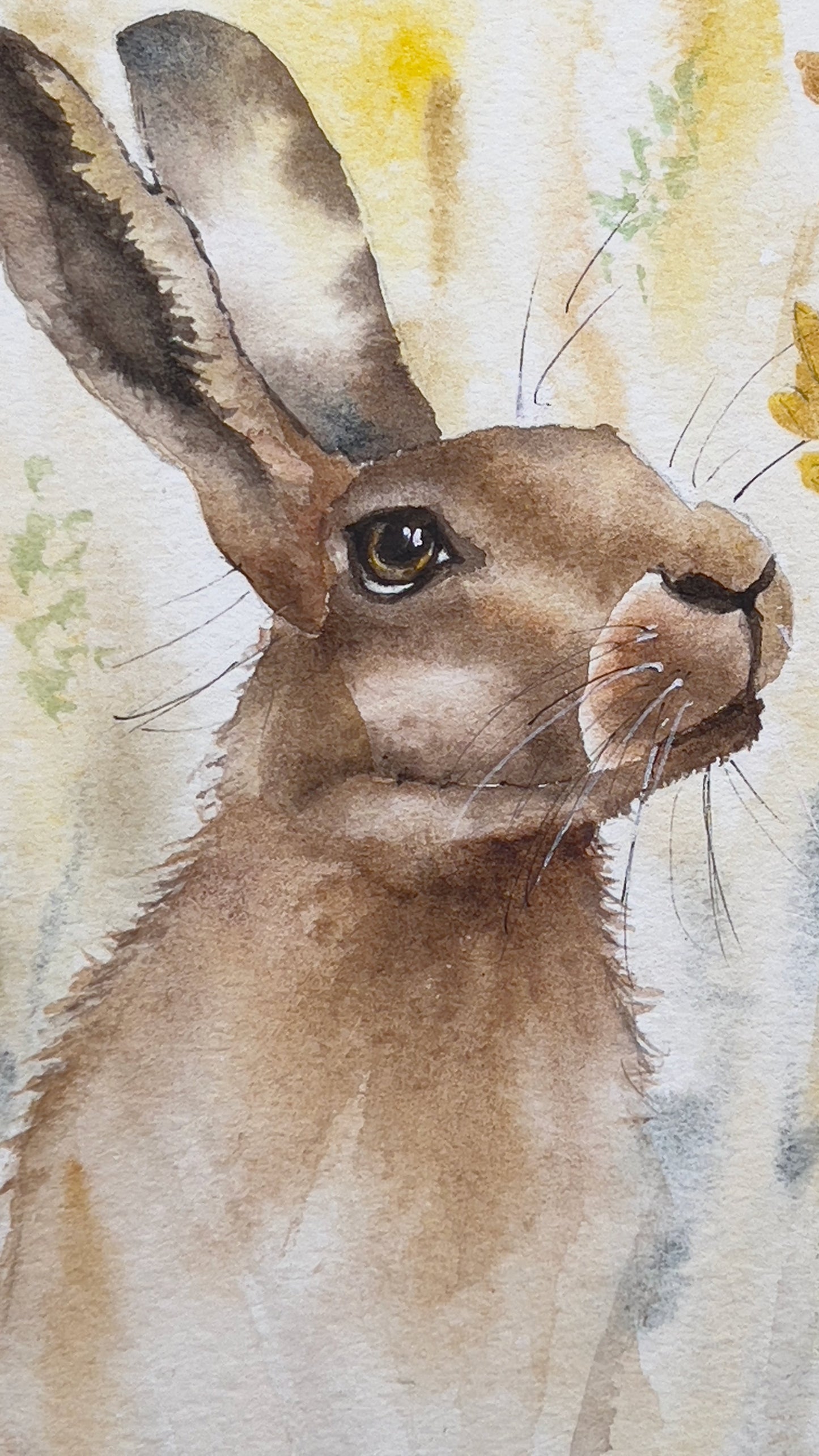 Little brown hare