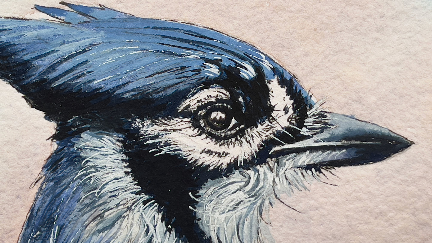 Bluejay